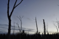 Moonrise among dead trees